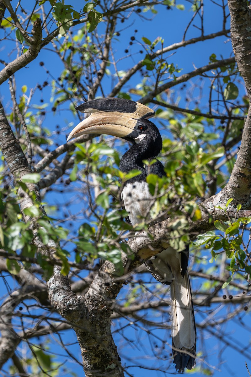 Malabar Pied-Hornbill - ML637534480