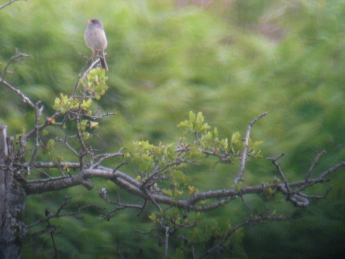 Marmora's Warbler - ML637534515