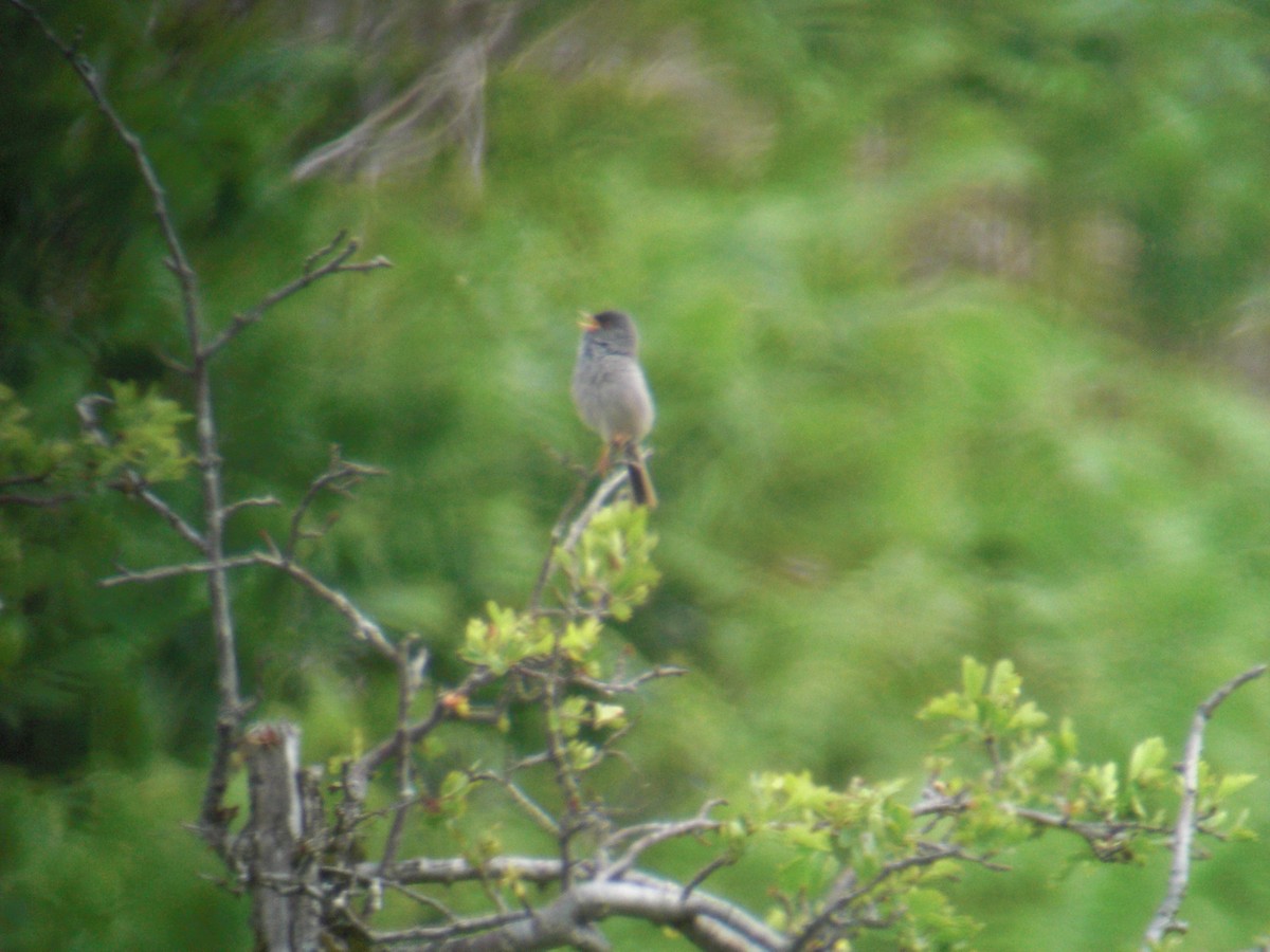 Marmora's Warbler - ML637534516