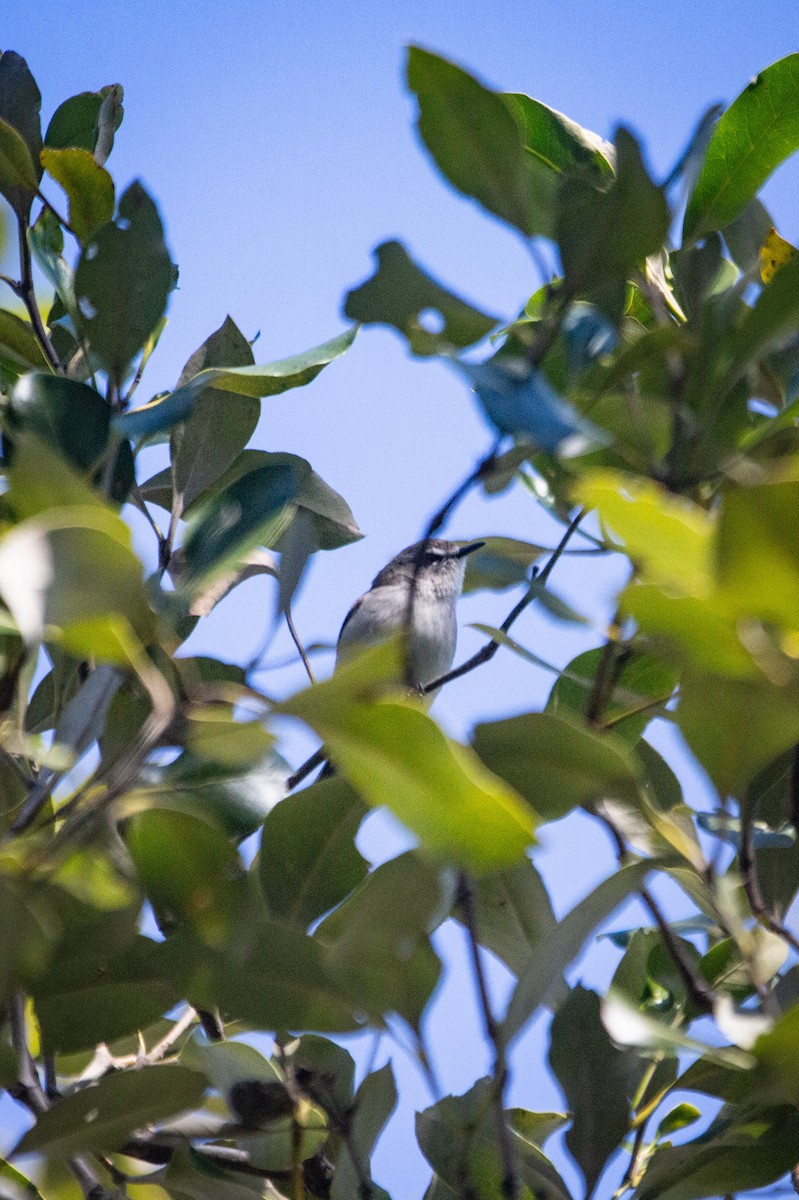 Mangrove Gerygone - ML637534519