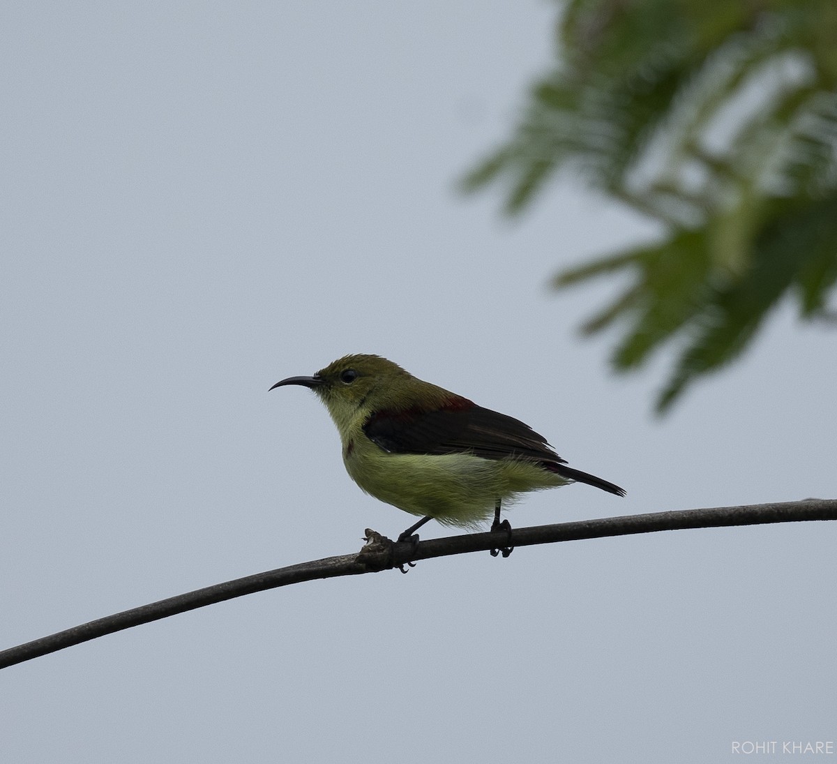 Däumlingsnektarvogel - ML637534612