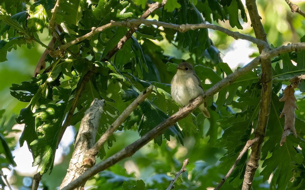 Semicollared Flycatcher - ML637534647