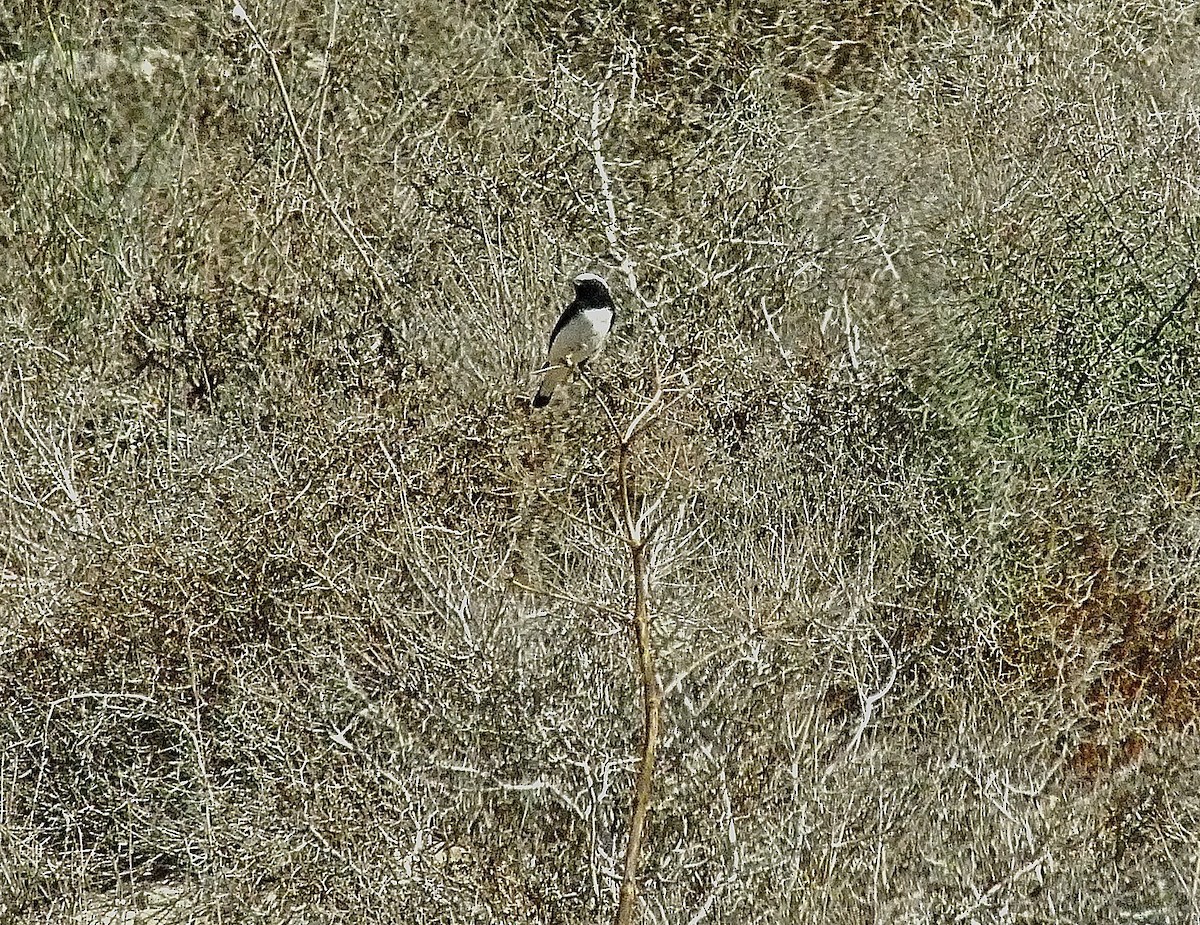 Finsch's Wheatear - ML637534676