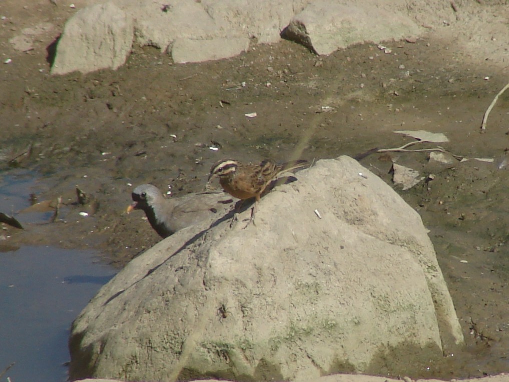 Cinnamon-breasted Bunting - ML637534706