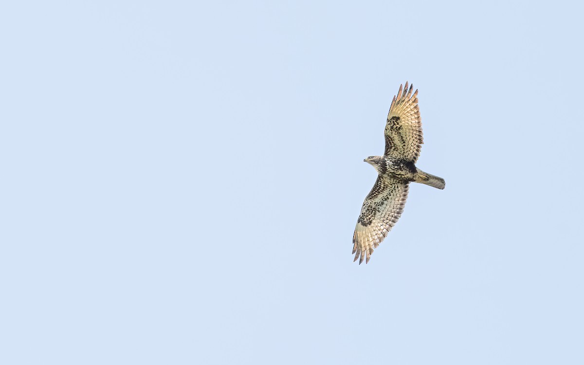 Common Buzzard (Steppe) - ML637534727