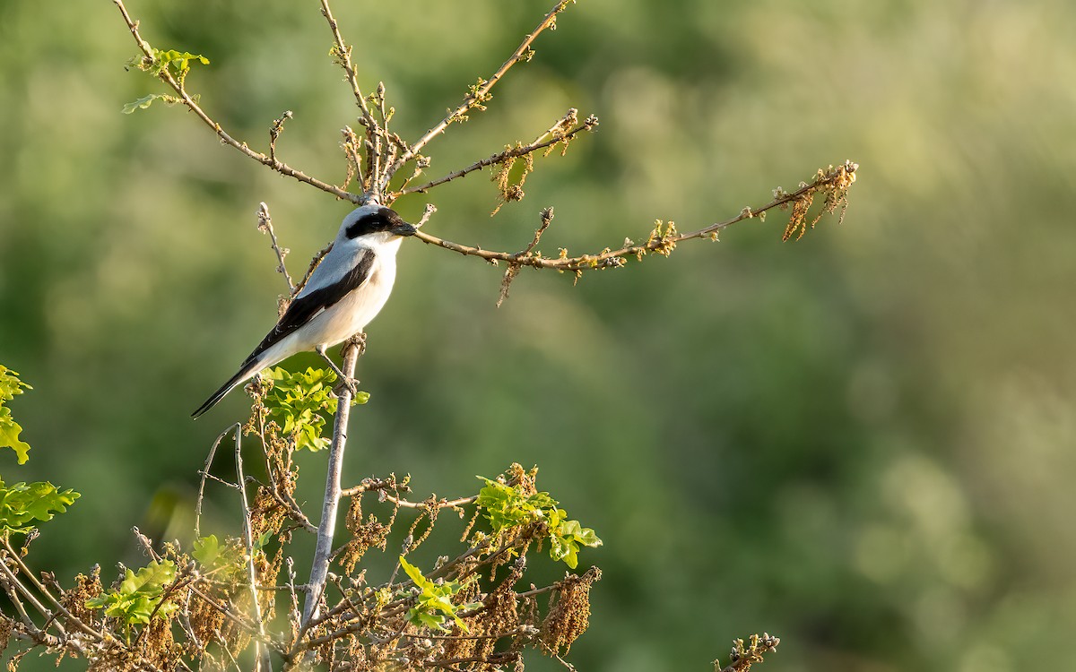 Lesser Gray Shrike - ML637534740