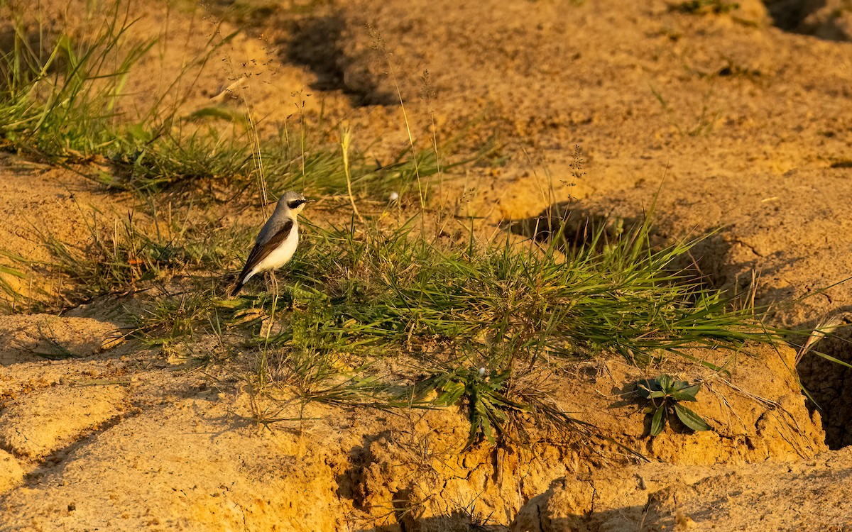 Northern Wheatear (Eurasian) - ML637534744