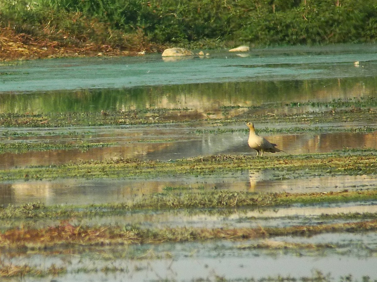 Spotted Sandgrouse - ML637534745