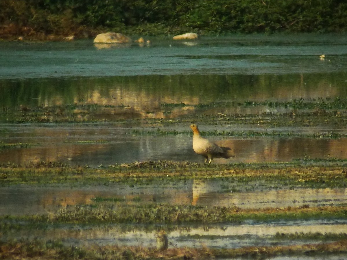 Spotted Sandgrouse - ML637534755