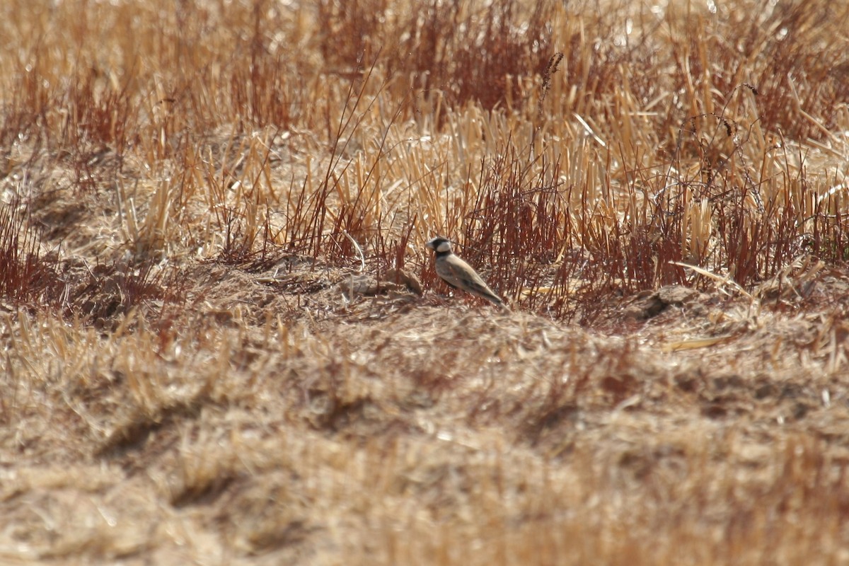 Black-crowned Sparrow-Lark - ML637534792