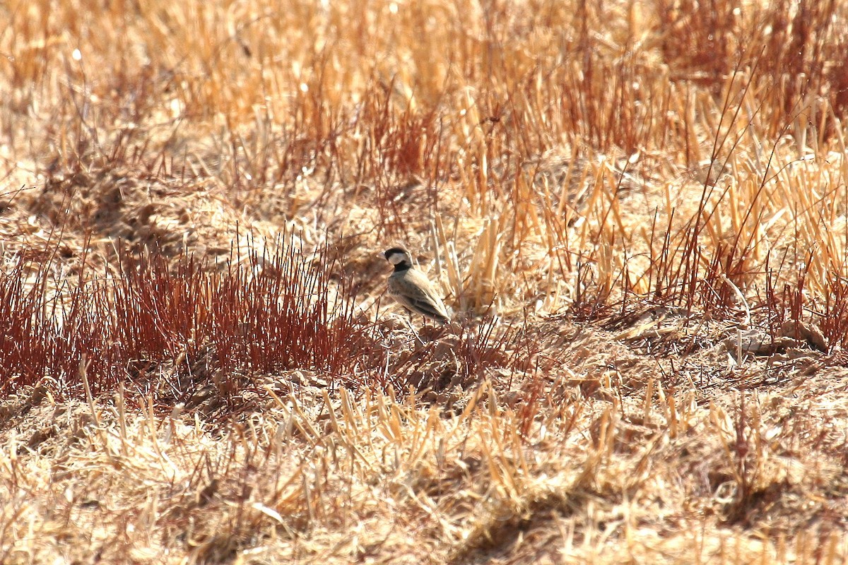 Black-crowned Sparrow-Lark - ML637534798