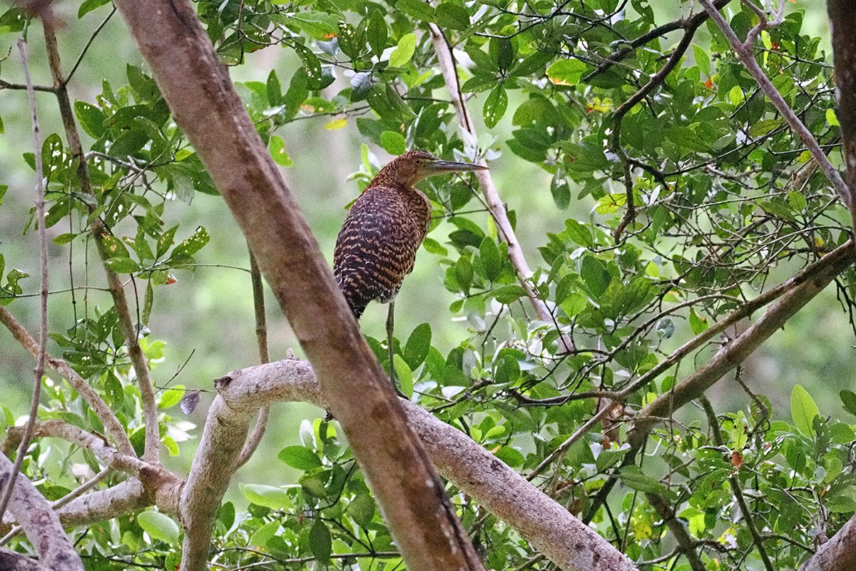 Bare-throated Tiger-Heron - ML637534825