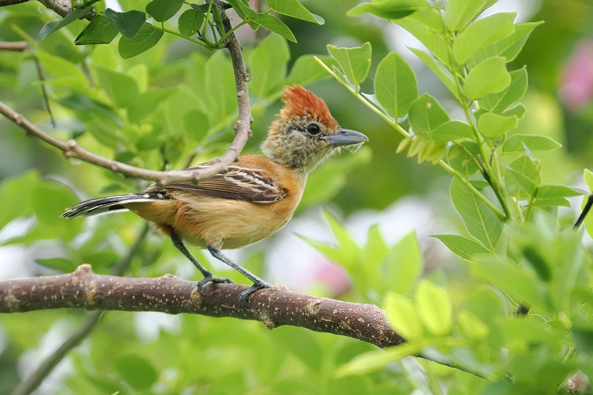 Black-crested Antshrike (Streak-fronted) - ML637534845