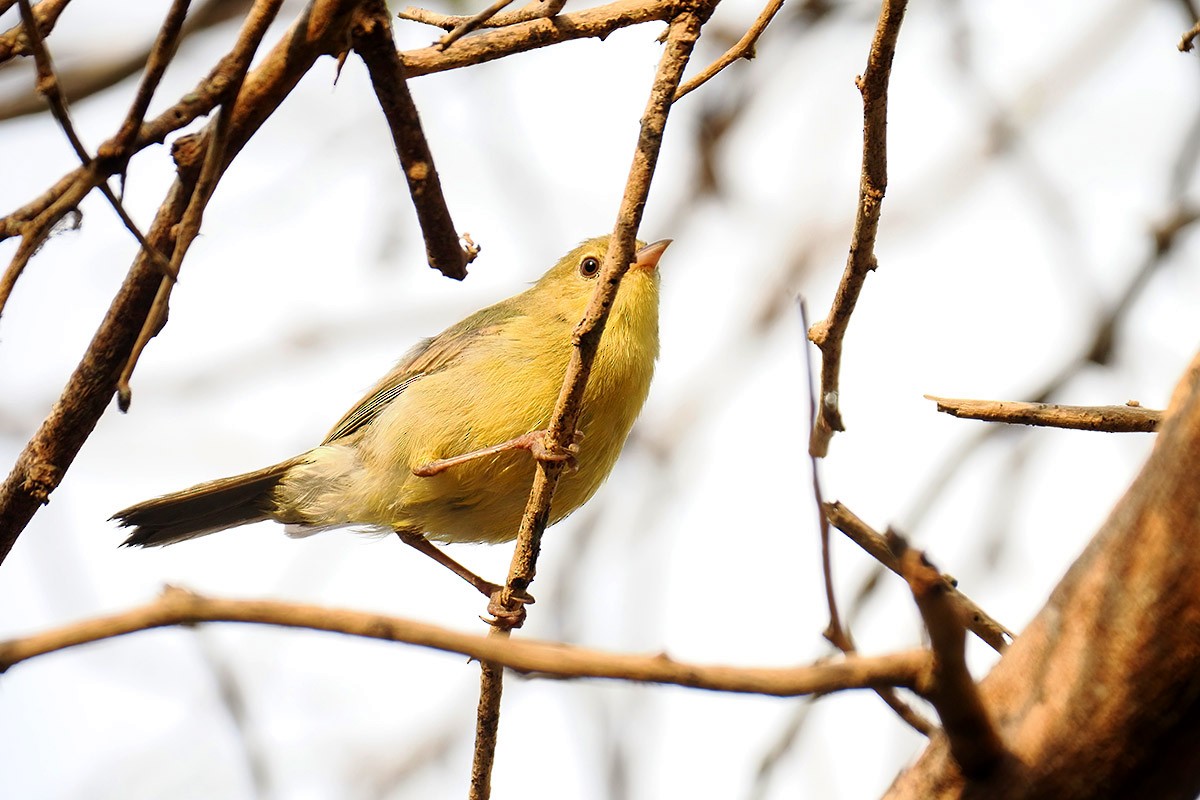 Bicolored Conebill - ML637534869