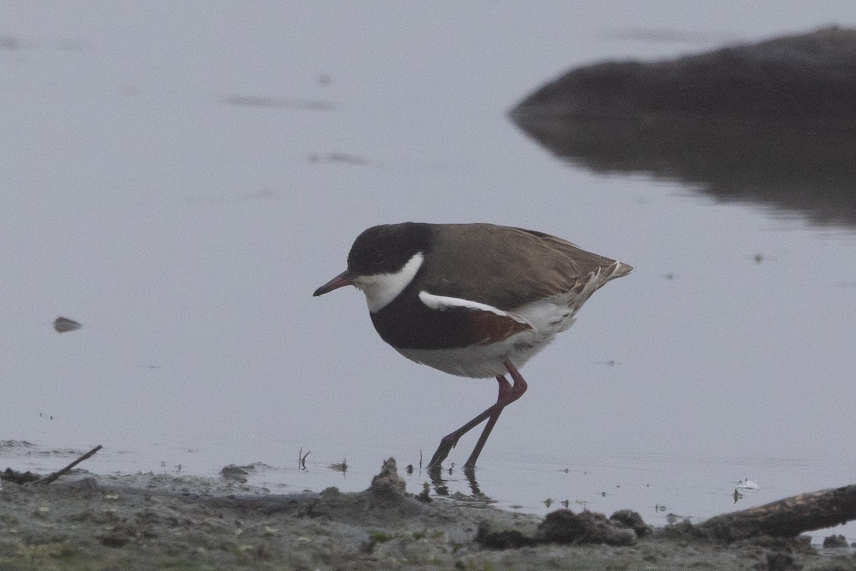 Red-kneed Dotterel - ML637534872