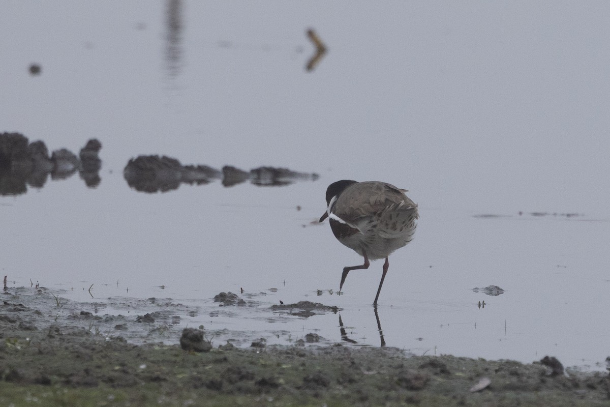 Red-kneed Dotterel - ML637534873