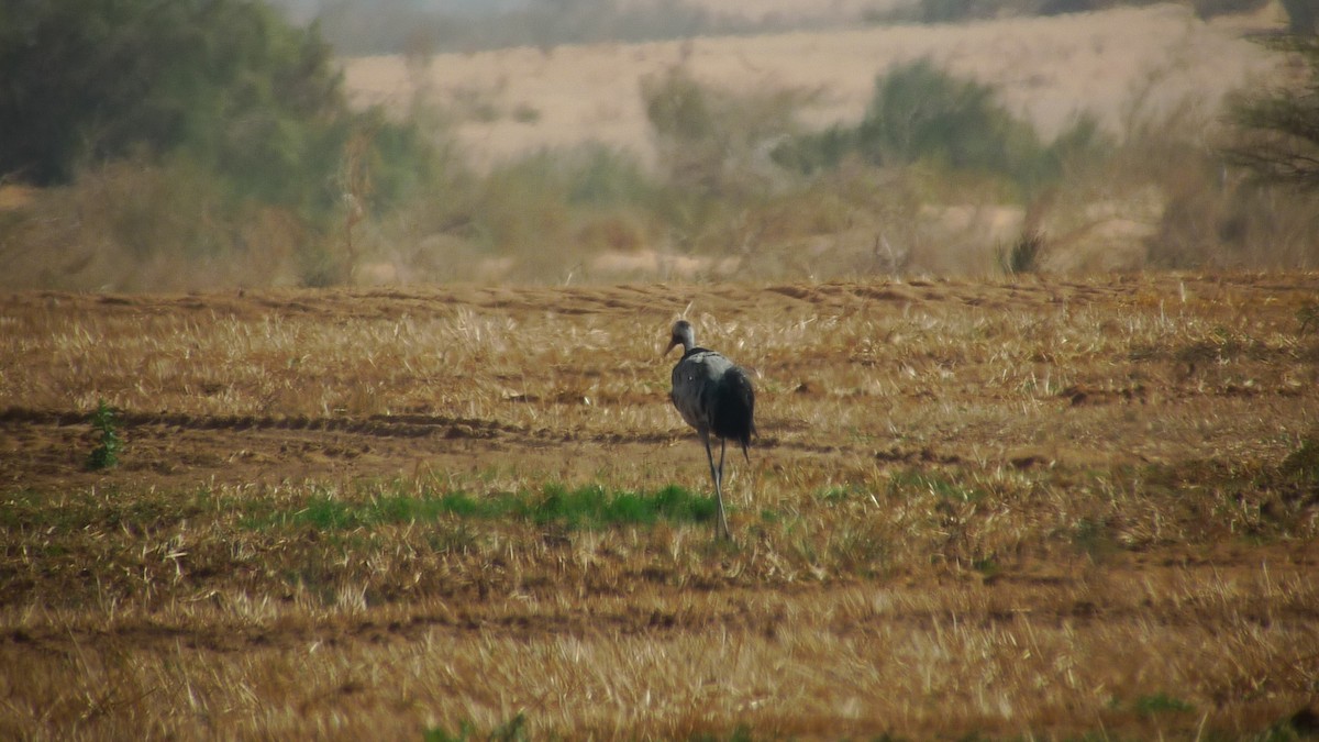 Common Crane - ML637534875