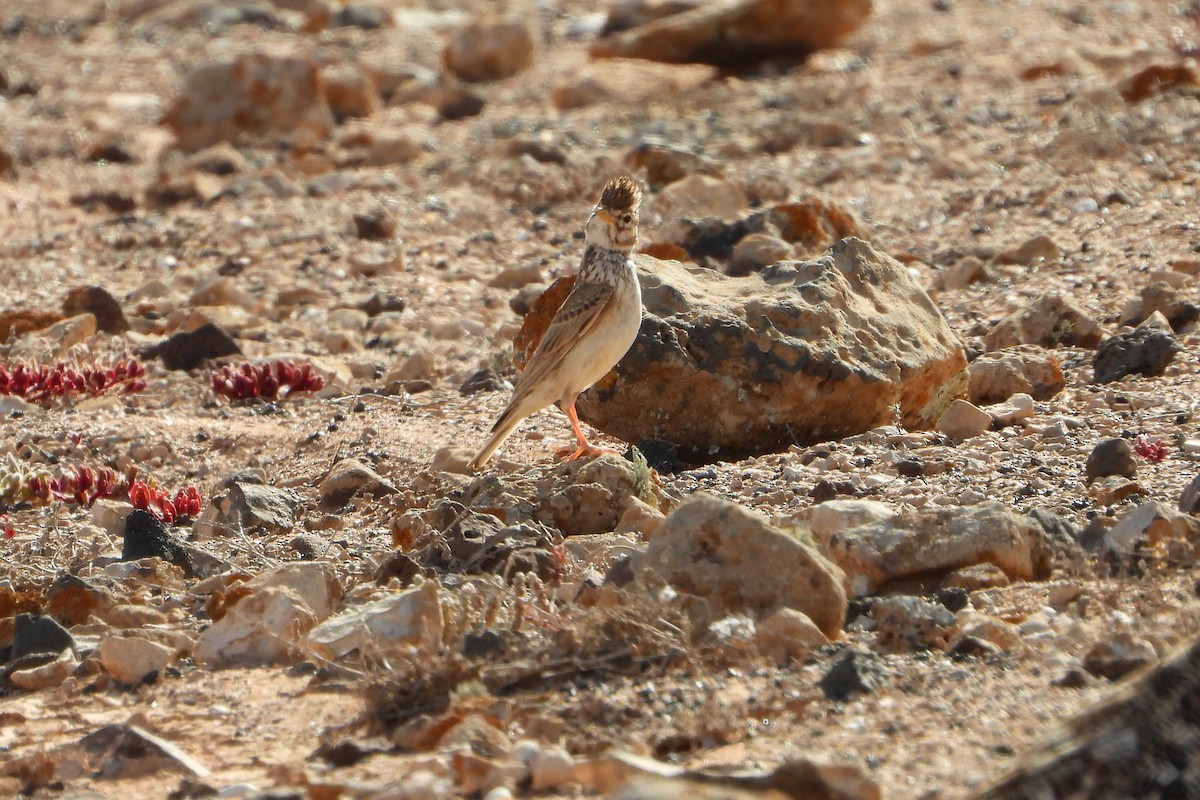 Mediterranean Short-toed Lark - ML637534883