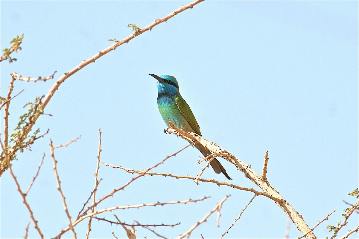 Arabian Green Bee-eater - ML637534893