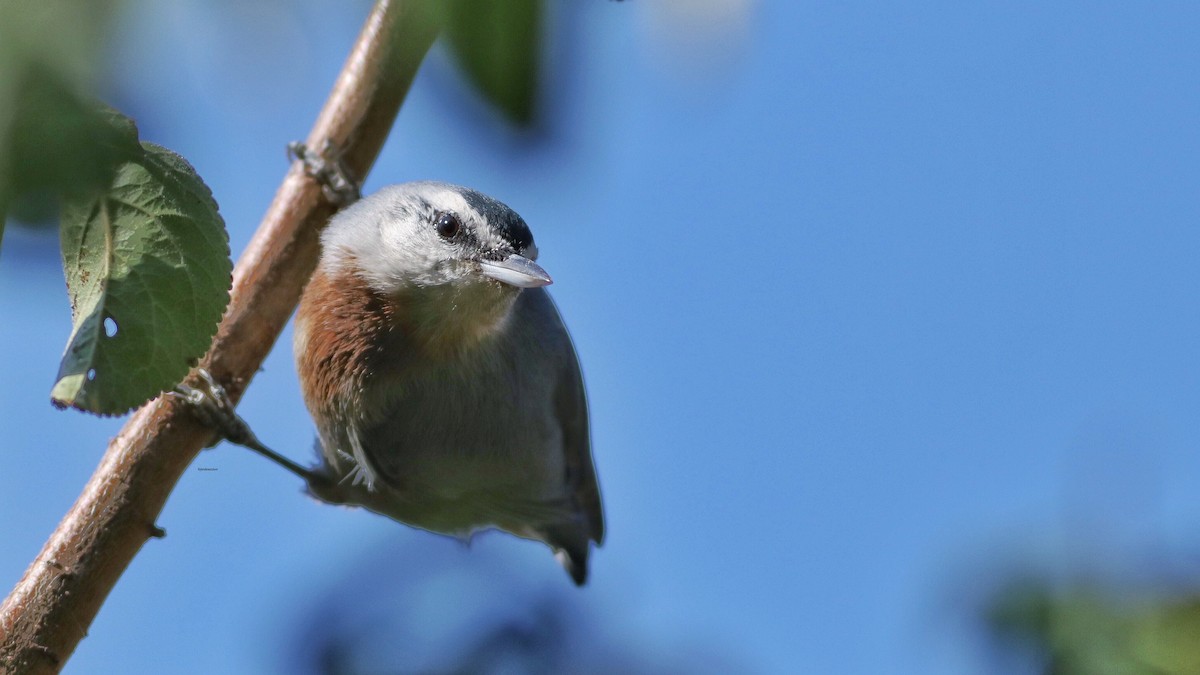 Krüper's Nuthatch - ML637534907