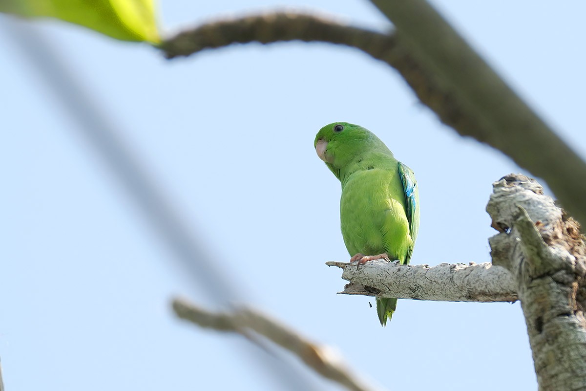 Turquoise-winged Parrotlet - ML637534937