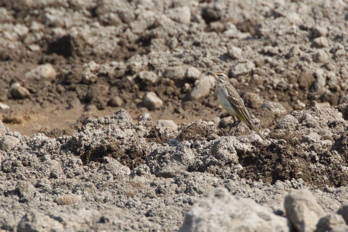 Eastern Yellow Wagtail (Eastern) - ML637534965