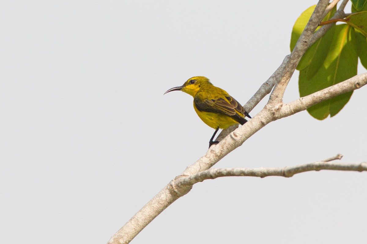 Sahul Sunbird - ML637534968