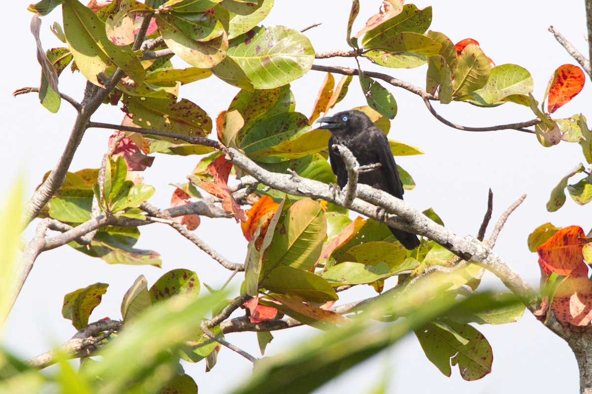 Torresian Crow - ML637534969