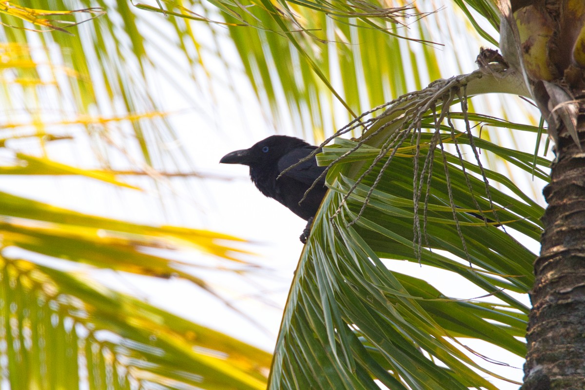 Torresian Crow - ML637534970