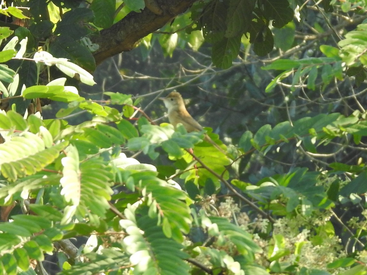 Thick-billed Warbler - ML637534986