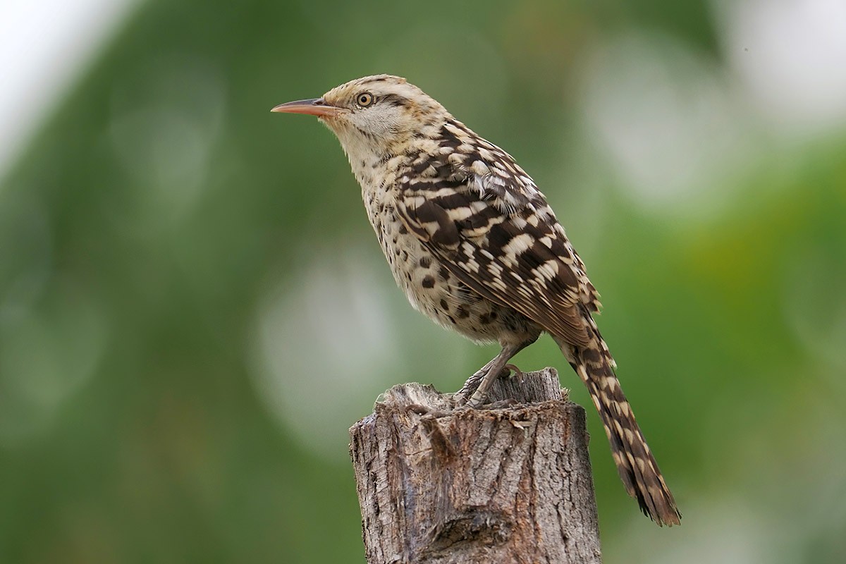 Stripe-backed Wren - ML637534991