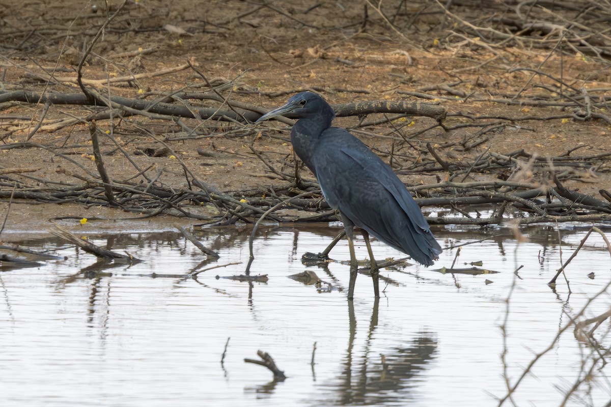 Black Heron - ML637535024