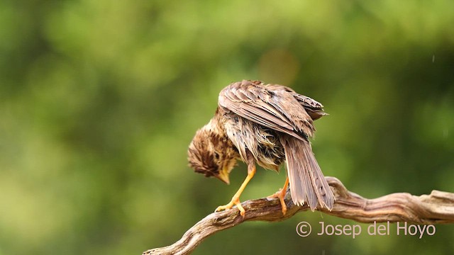 Corn Bunting - ML637535037