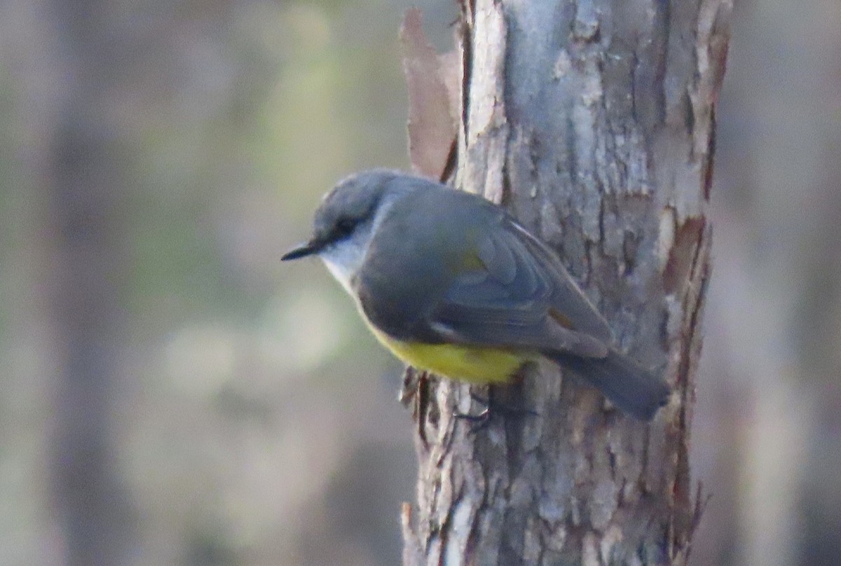 Western Yellow Robin - ML637535073