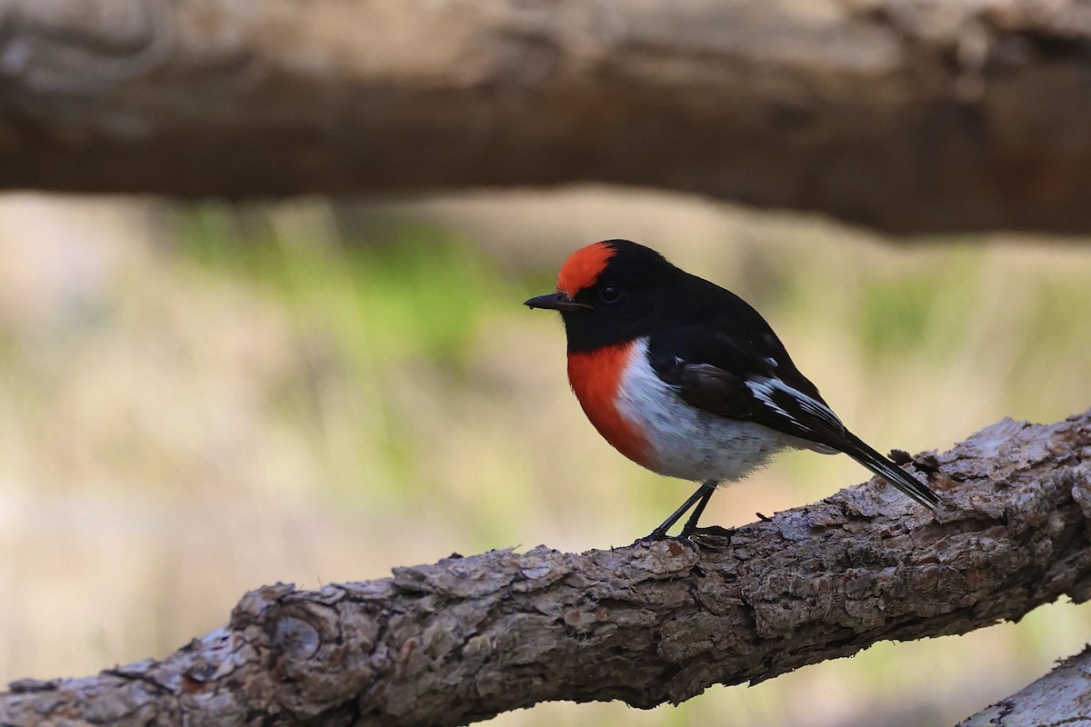 Red-capped Robin - ML637535129