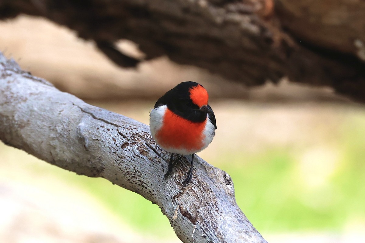 Red-capped Robin - ML637535130