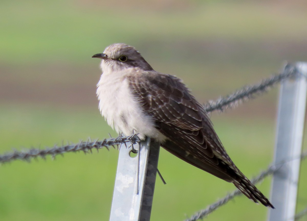 Pallid Cuckoo - ML637535141