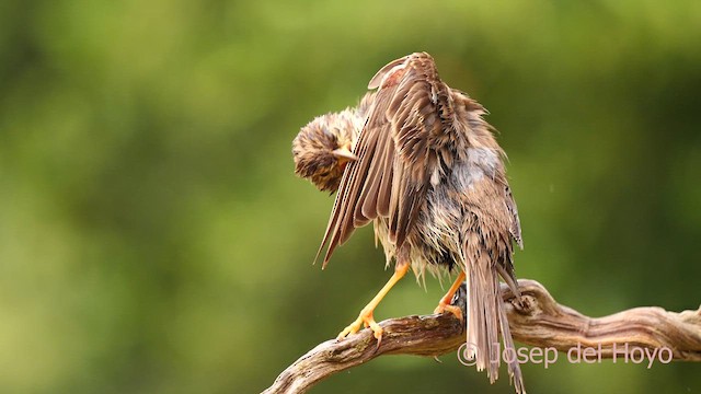 Corn Bunting - ML637535169