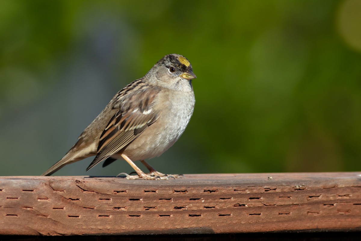 Golden-crowned Sparrow - ML637535178