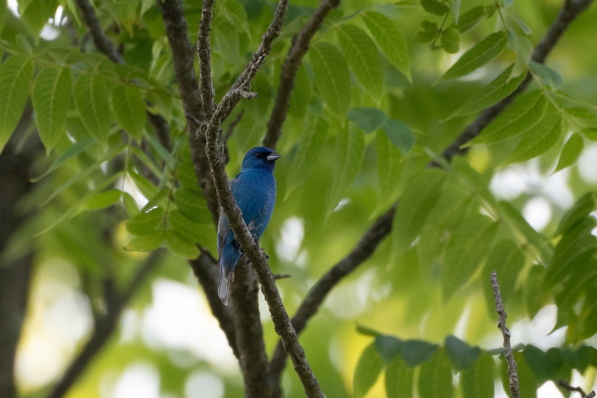 Indigo Bunting - ML637535181