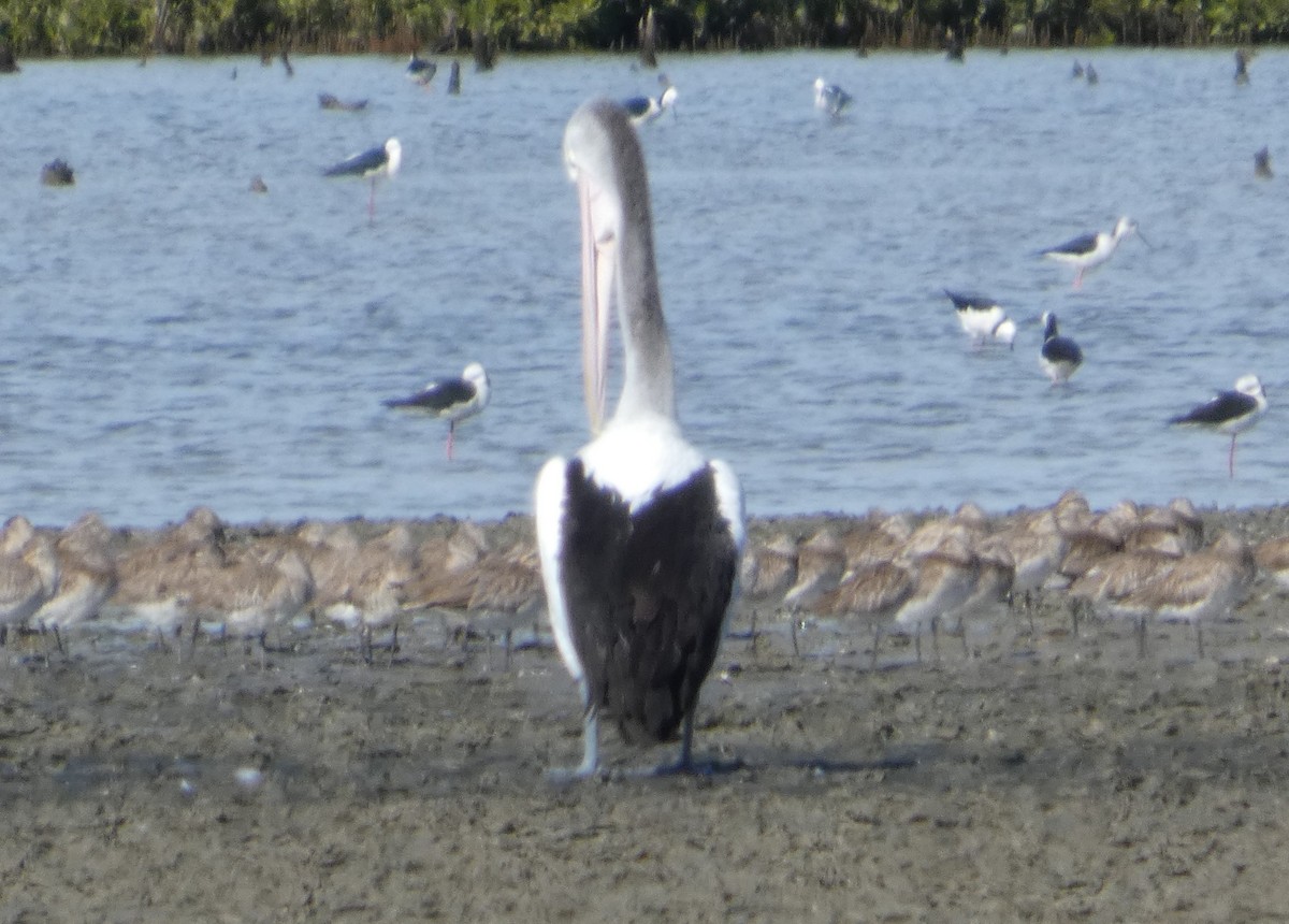 Bar-tailed Godwit - ML637535221