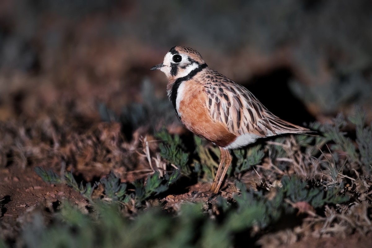 Inland Dotterel - ML637535223