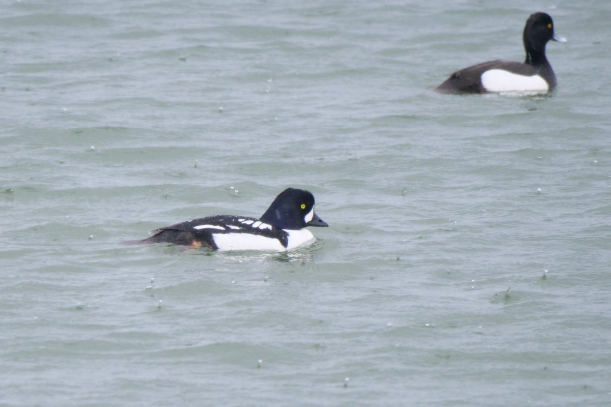 Barrow's Goldeneye - ML637535244