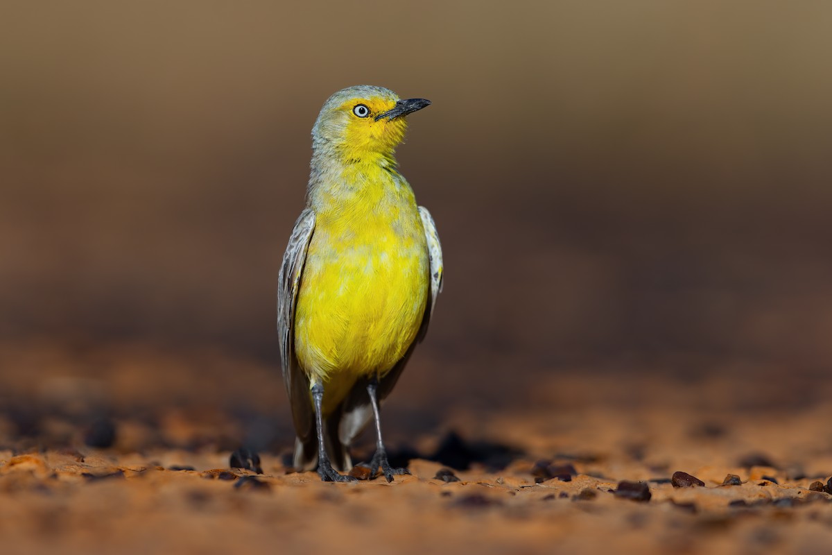 Gibberbird - ML637535245