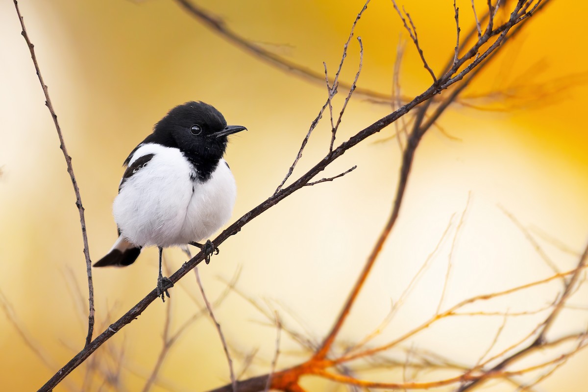 Hooded Robin - ML637535309