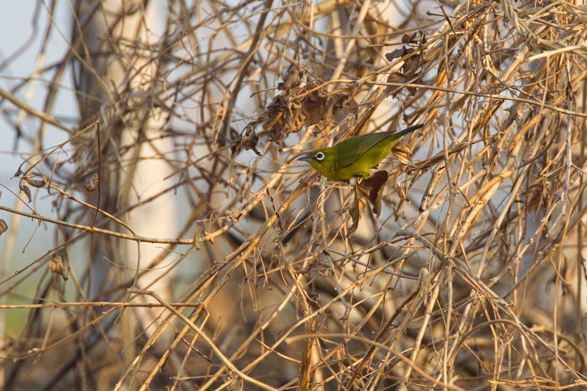 Lemon-bellied White-eye - ML637535324