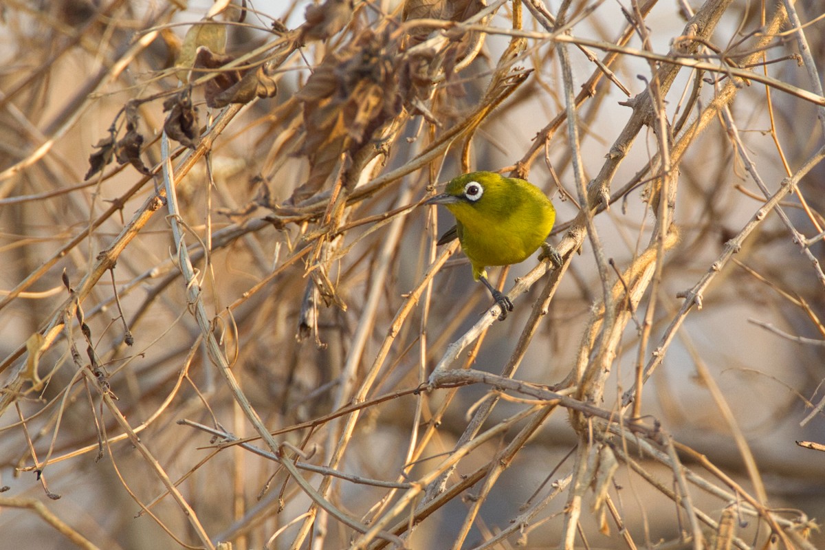 Lemon-bellied White-eye - ML637535325