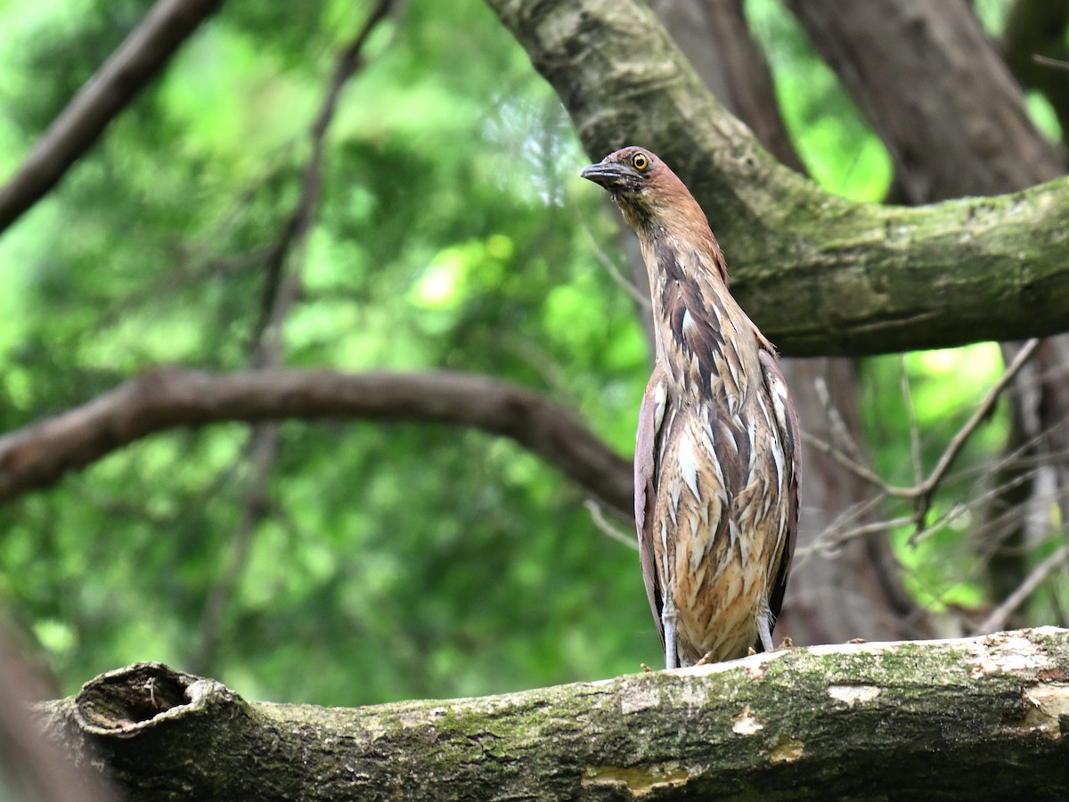 Japanese Night Heron - ML637535363