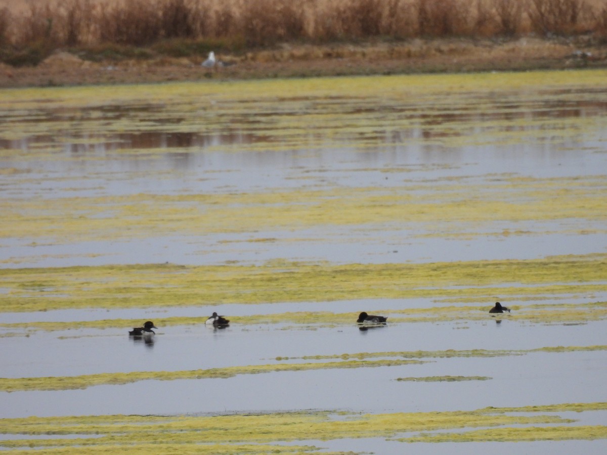 Tufted Duck - ML637535430