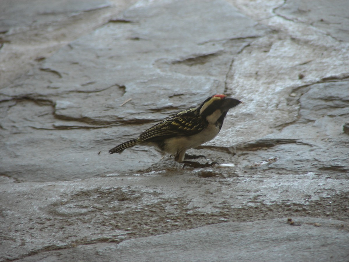 Pied Barbet - ML637535441